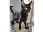Neptune, Domestic Shorthair For Adoption In St Cloud, Florida