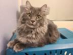 Rebel - Young Floofy Female, Domestic Longhair For Adoption In Hillsboro, Oregon