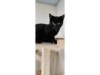 Sam Kitty White Tip, Domestic Shorthair For Adoption In Osgood, Indiana