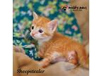 House Of Kitten - Sheepstealer, Domestic Shorthair For Adoption In Council