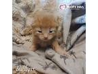 House Of Kitten Litter: Sunfyre, Domestic Shorthair For Adoption In Council