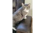 Miata, Domestic Shorthair For Adoption In Fond Du Lac, Wisconsin
