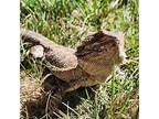 Captain Kirk, Lizard For Adoption In Burlingame, California