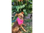 Davey, American Staffordshire Terrier For Adoption In Manhasset, New York
