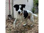 Zuma, Retriever (unknown Type) For Adoption In Washington, District Of Columbia