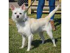 Little Lady, Westie, West Highland White Terrier For Adoption In Huntley