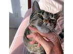 Kyros, Bengal For Adoption In Mississauga, Ontario, Ontario