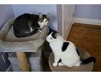 Star, Domestic Shorthair For Adoption In Mississauga, Ontario, Ontario