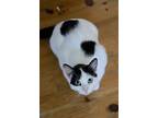 Nova, Domestic Shorthair For Adoption In Mississauga, Ontario, Ontario