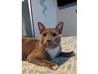 Squall, Domestic Shorthair For Adoption In North Las Vegas, Nevada