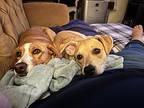 Penny, Labrador Retriever For Adoption In Pennington, New Jersey