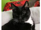 Celine, Domestic Shorthair For Adoption In Fargo, North Dakota