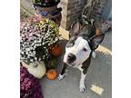Duke, American Pit Bull Terrier For Adoption In Germantown, Ohio
