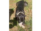Chessie, American Pit Bull Terrier For Adoption In Germantown, Ohio