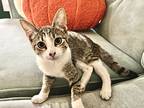 Vishnu, Domestic Shorthair For Adoption In Deltona, Florida