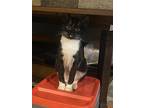 Minnie, Domestic Shorthair For Adoption In Deltona, Florida