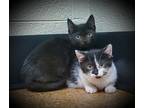 Dexter, Domestic Shorthair For Adoption In Sheboygan, Wisconsin