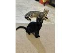 Courtney Williams, Domestic Shorthair For Adoption In Deltona, Florida