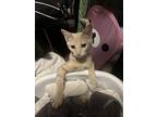 Hydra, Domestic Shorthair For Adoption In Deltona, Florida