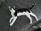 A’ja Wilson, Domestic Shorthair For Adoption In Deltona, Florida