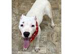 Dolores, Terrier (unknown Type, Medium) For Adoption In Pilot Point, Texas