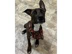 River, Terrier (unknown Type, Medium) For Adoption In Pilot Point, Texas