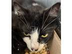 Tequila, Domestic Shorthair For Adoption In Oak Hill, West Virginia