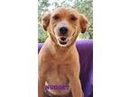 Nugget, Labrador Retriever For Adoption In Mexia, Texas