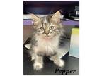 Pepper, Domestic Mediumhair For Adoption In St. George, Utah