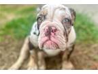 Phoebe