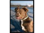 Adopt Doofensmertz a Australian Shepherd / American Staffordshire Terrier /