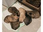 French Bulldog PUPPY FOR SALE ADN-837525 - French Bulldog Puppies
