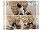Saint Bernard PUPPY FOR SALE ADN-837607 - Saint Bernard Puppies