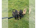 Belgian Malinois PUPPY FOR SALE ADN-837606 - Belgian Malionis