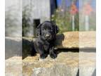 Labrador Retriever PUPPY FOR SALE ADN-837586 - AKC Registered Labrador Puppies