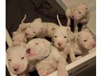 Dogo Argentino PUPPY FOR SALE ADN-837582 - Dogo Argentino