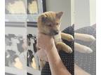Shiba Inu PUPPY FOR SALE ADN-837498 - ACA registered Shiba Inu puppies