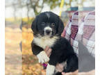 Bernese Mountain Dog-Brittany Mix PUPPY FOR SALE ADN-837564 - Brittany Berner