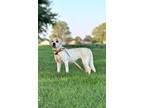 Adopt Toni a American Pit Bull Terrier / Mixed dog in Henderson, KY (38041744)