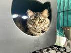Adopt Tigger a Brown Tabby Domestic Longhair (long coat) cat in CLEVELAND
