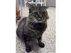 Major, Domestic Mediumhair For Adoption In Little Rock, Arkansas