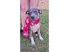 Rory, American Pit Bull Terrier For Adoption In Plymouth, Massachusetts