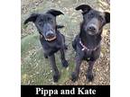 Kate, Labrador Retriever For Adoption In Ventura, California