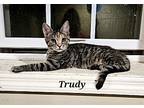 Trudy, Domestic Shorthair For Adoption In Lenhartsville, Pennsylvania