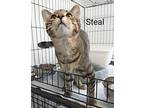 Steal, Domestic Shorthair For Adoption In St. James, Minnesota