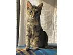 Tiger Lily, Domestic Shorthair For Adoption In Union Grove, Wisconsin