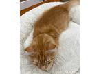 Ollie, Domestic Mediumhair For Adoption In Athens, Tennessee
