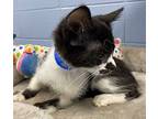 Vinny, Domestic Mediumhair For Adoption In Athens, Tennessee