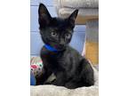 Engine, Domestic Shorthair For Adoption In Athens, Tennessee