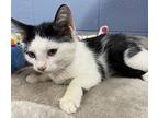 lou, Domestic Shorthair For Adoption In Athens, Tennessee